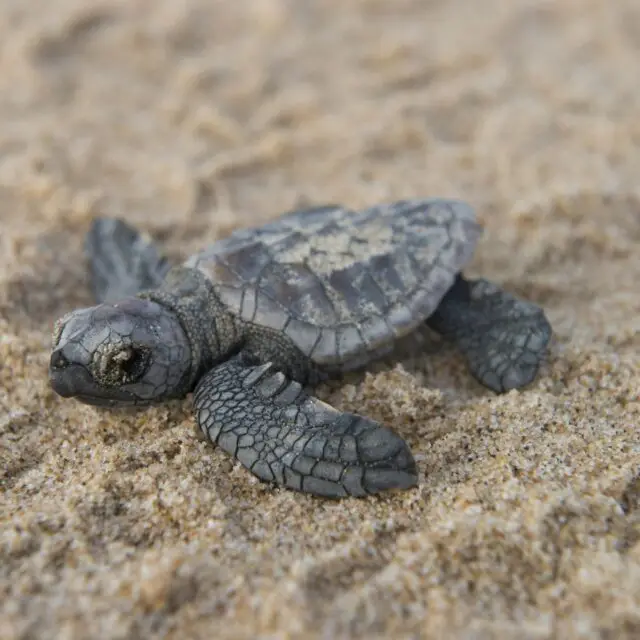 Maputaland
Een kustlijn van adembenemende schoonheid, vallende sterren, schildpadden en witte stranden met turquoise blauwe zee.
Genesteld in het door UNESCO tot Werelderfgoed uitgeroepen iSimangaliso Wetland Park ligt een kustlijn van adembenemende schoonheid.
#maputaland #slowtravel
